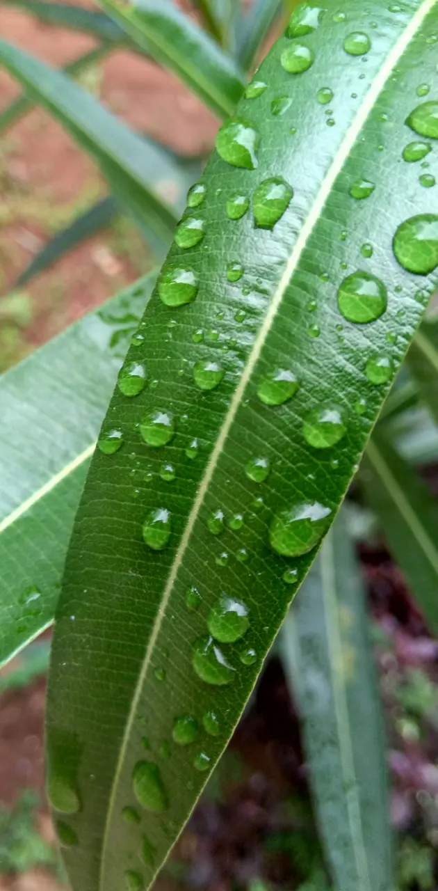 Leaf under rain