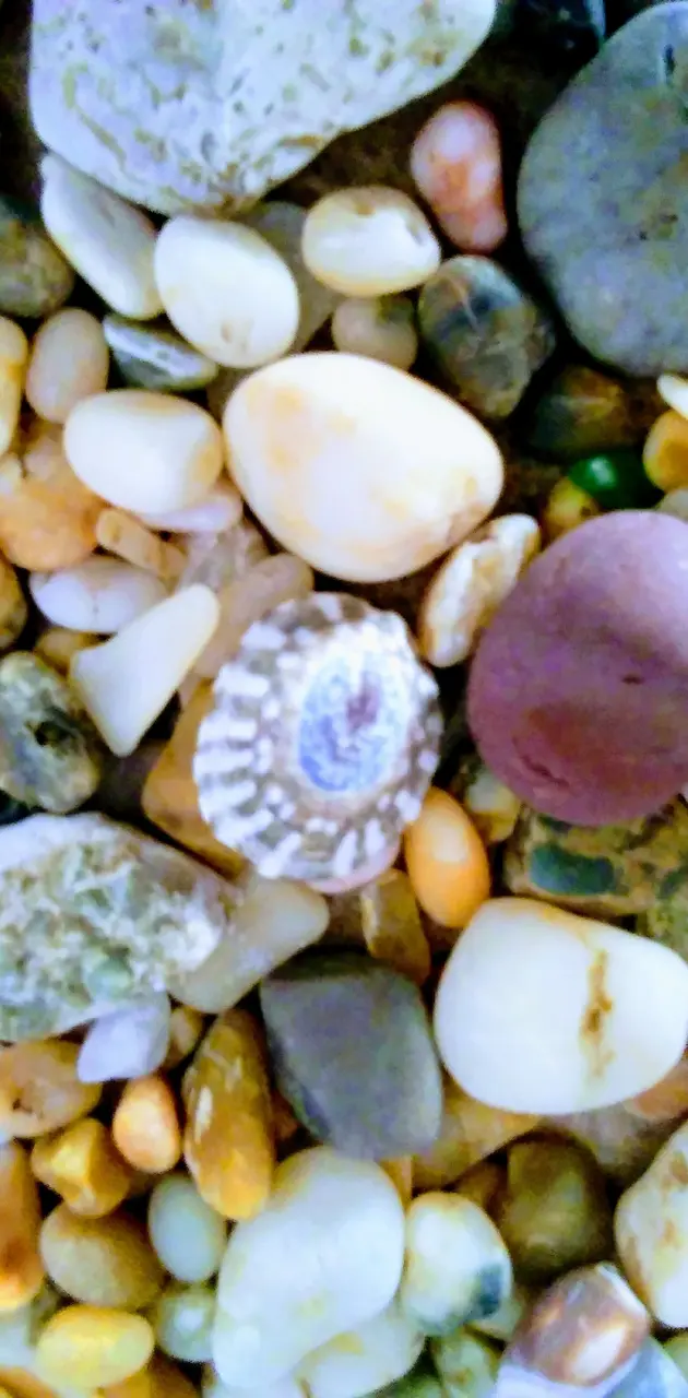 Shells rocks