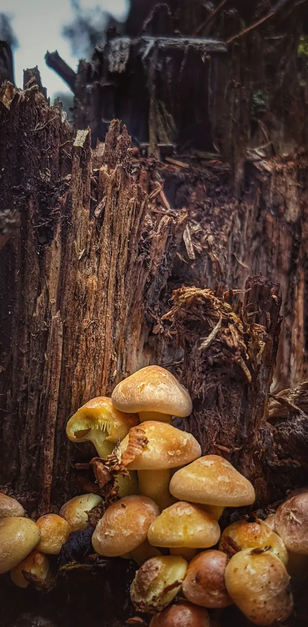 Mushroom magic 