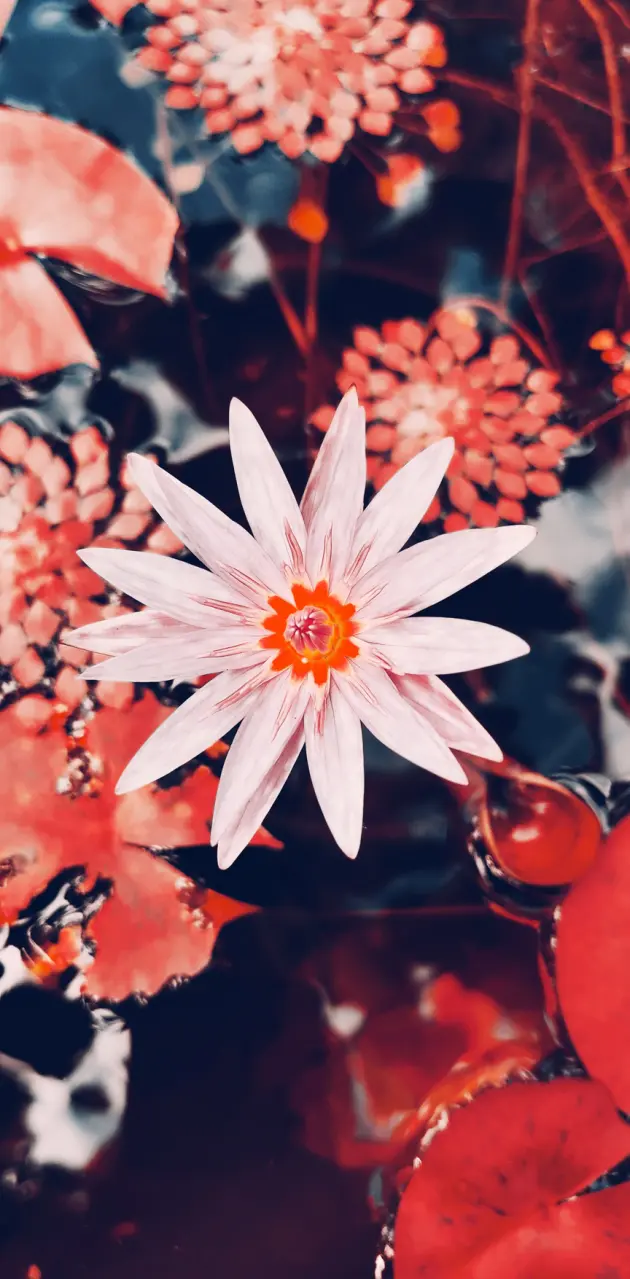 The Lotus Flower 