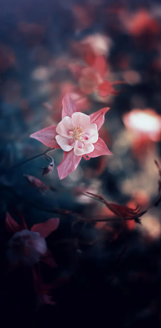 Blur flower