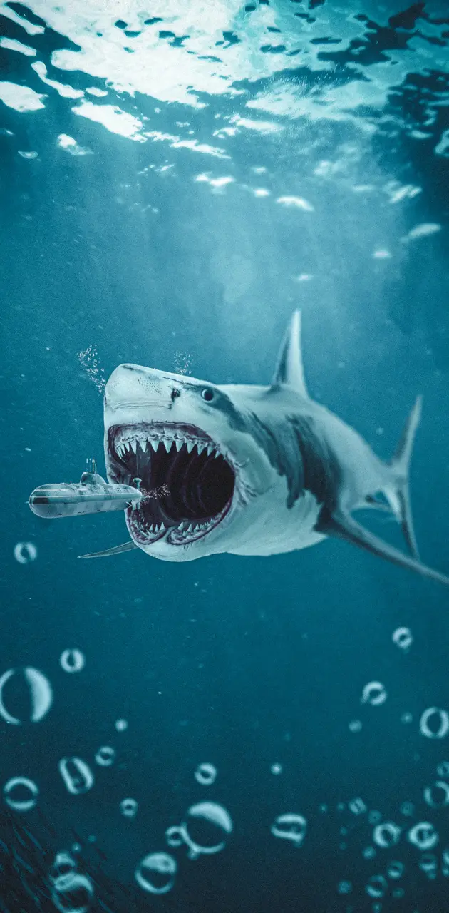 shark wallpaper hd iphone