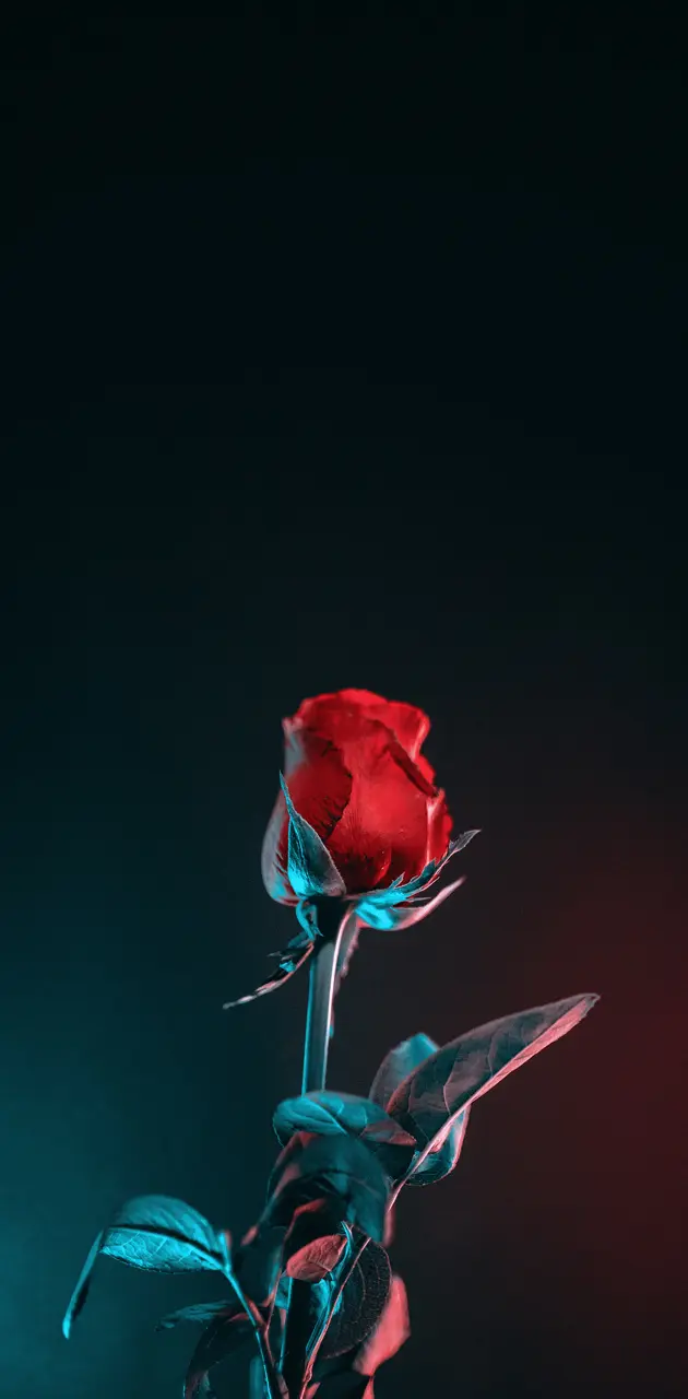love's rose