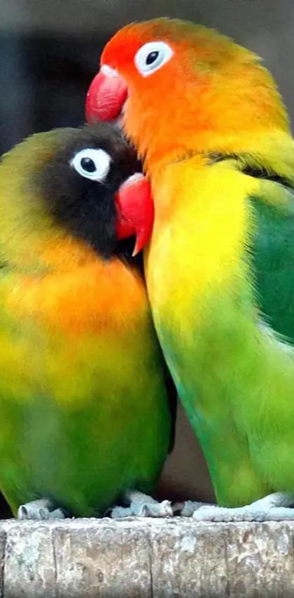 Loving Parrots