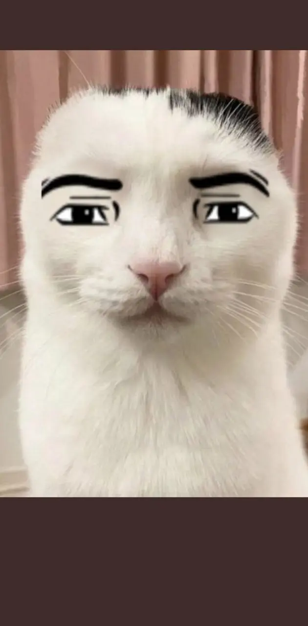 man face cat - Roblox