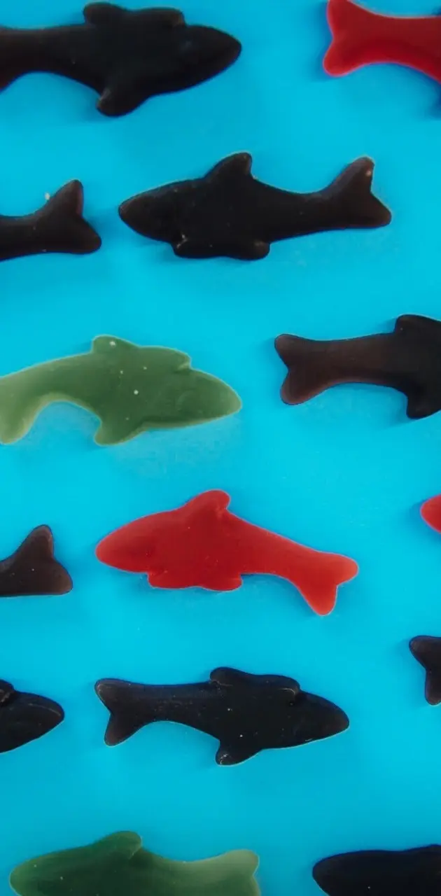 Gummy shark