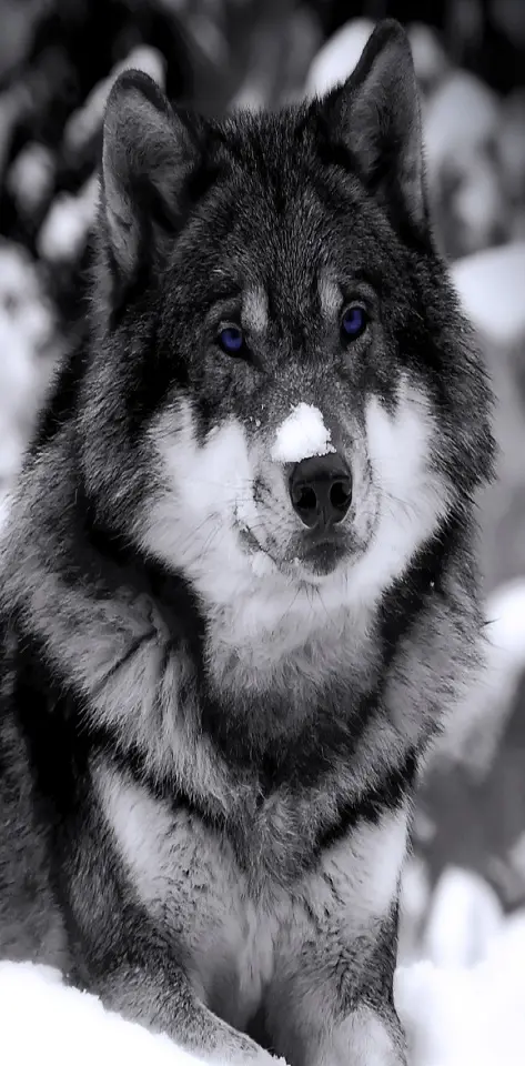 Winter Wolf