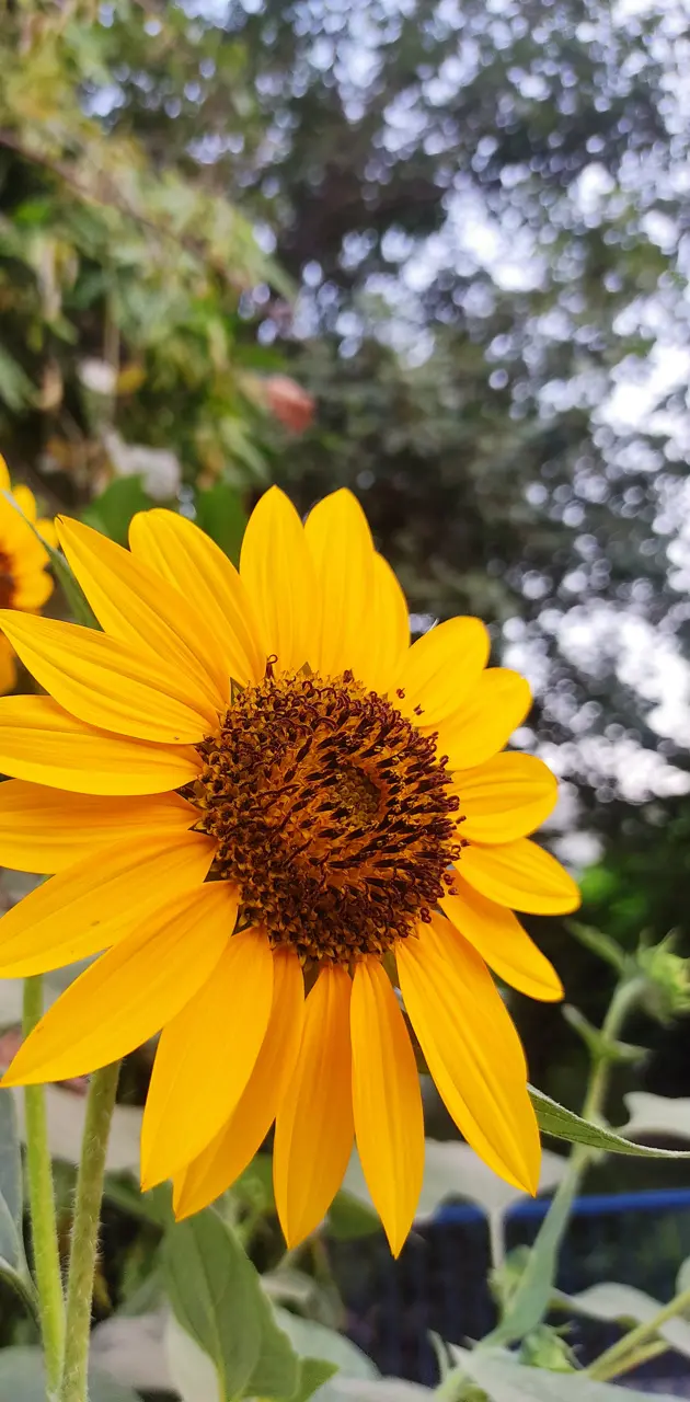 A rising sunflower