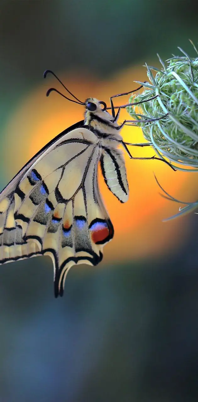 Butterfly Wallpaer