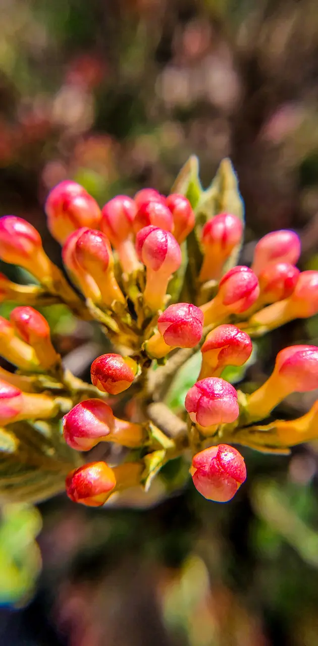 SPRING FLOWER BUDS