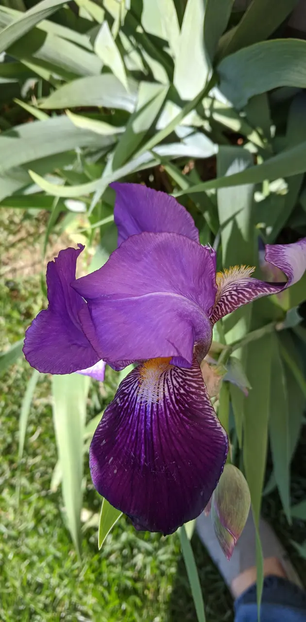 Iris purple