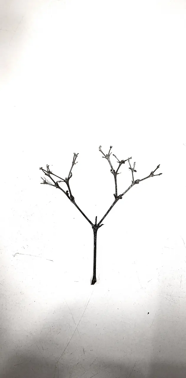 Tiny Branch
