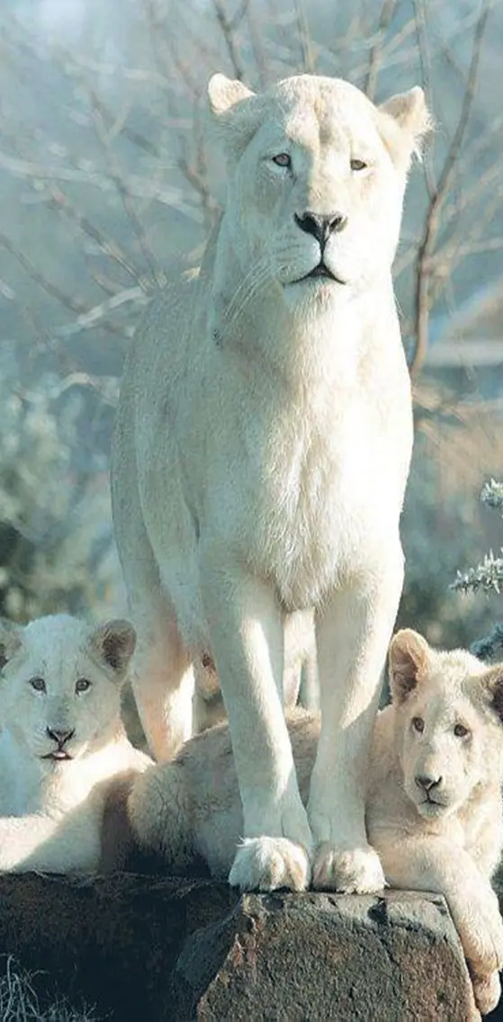 Family Lions