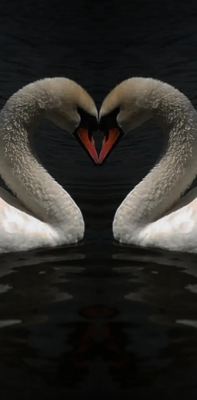 Two swans