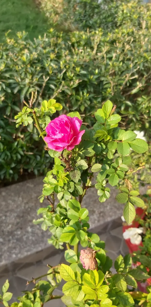 Roses 