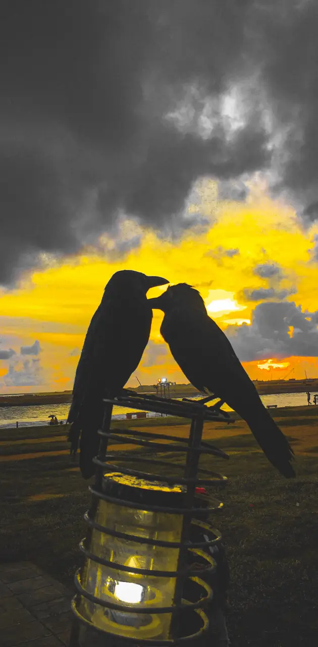 Sunset Crow Lovers