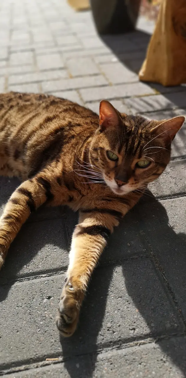 Chilled bengal