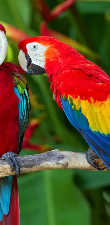 Pair Of Macaws