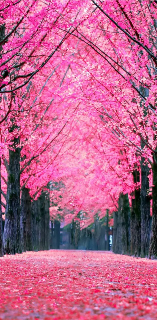 Pink Forrests 