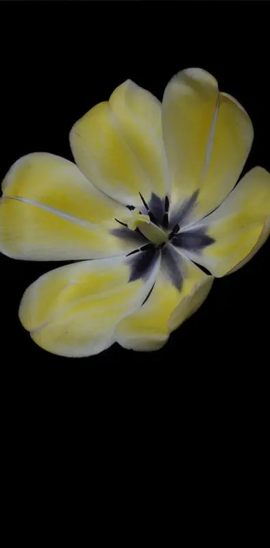 Flower Tulip 12