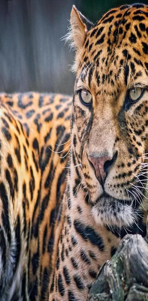 Leopard glance