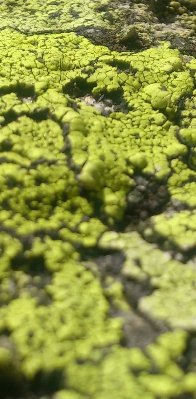 Lichen on the Stone
