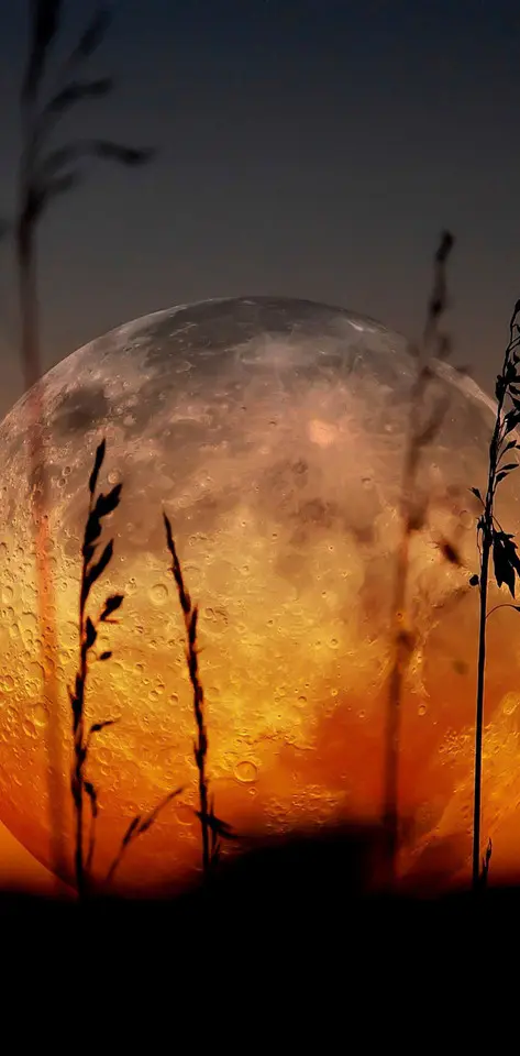 Full Moon and Grass