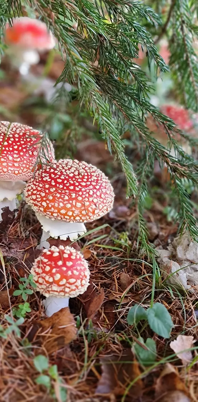 Beautiful mushrooms 