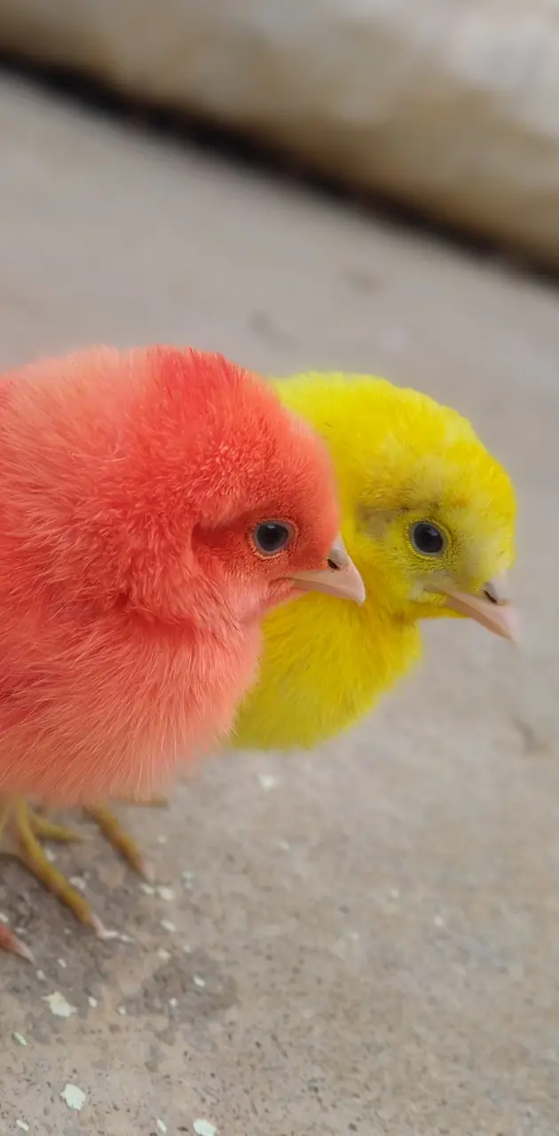 Cute chicks