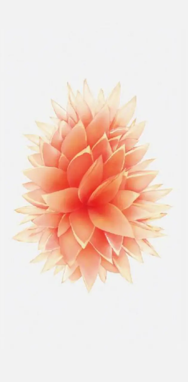 Iphone flower