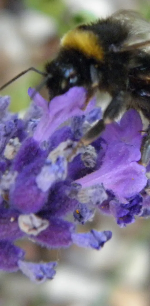 Lavender bumblebee