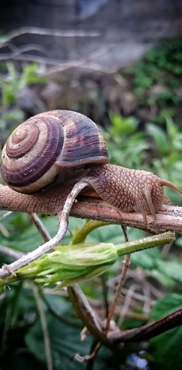 Snail on a twig