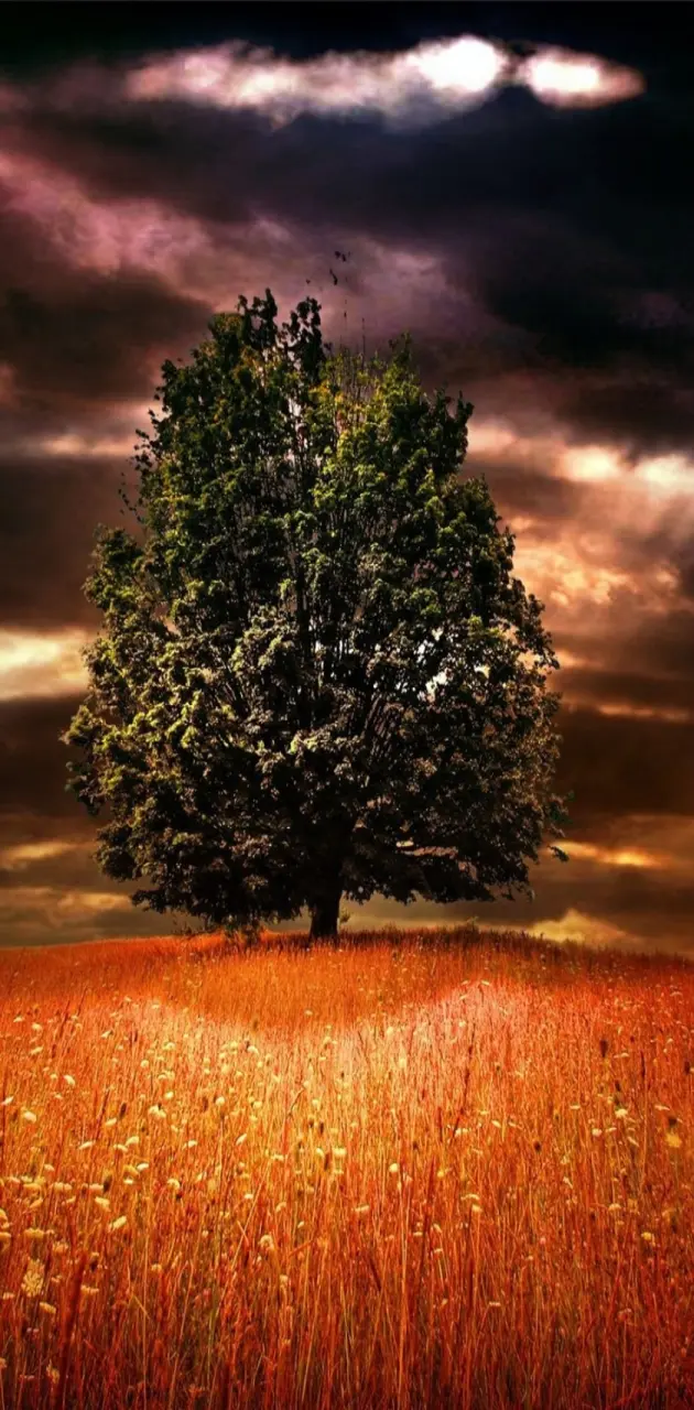 alone tree