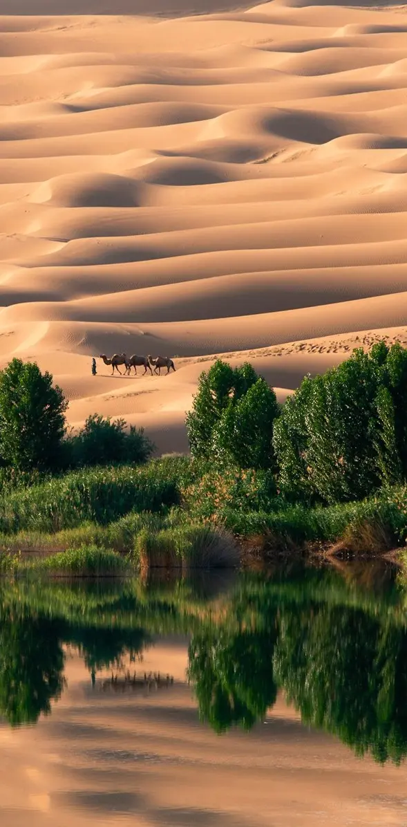 Oasis Desert Lake Hd