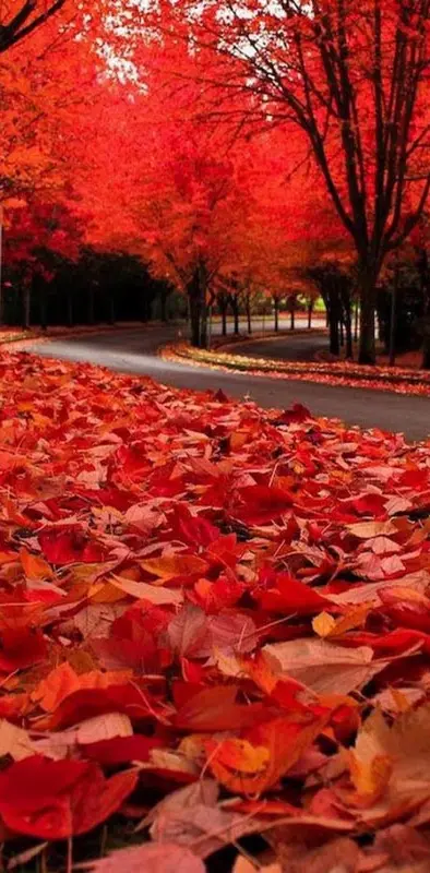 Red Autumn wp