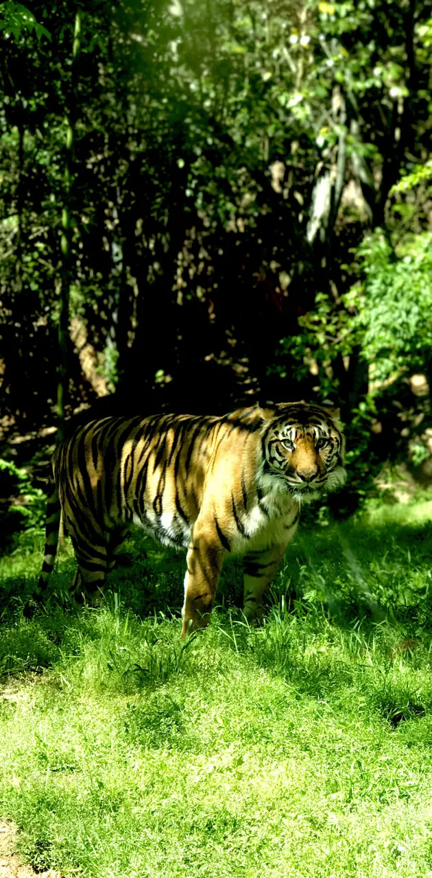 Atl Zoo Tiger