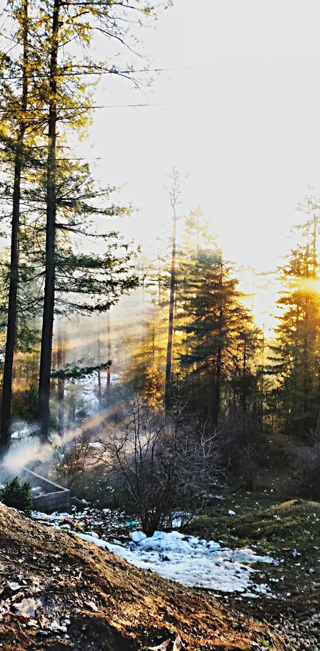 sun in trees smoke