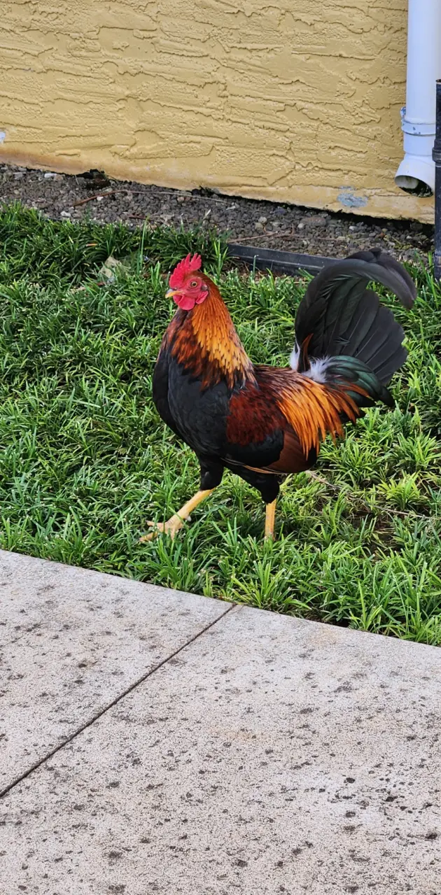 Chicken in Kauai