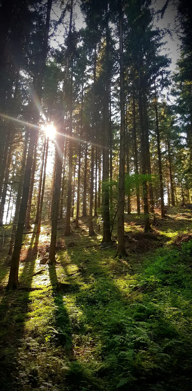 German Forest