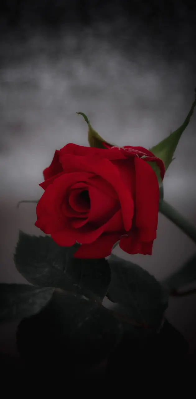 Dark Rose ❤️🖤
