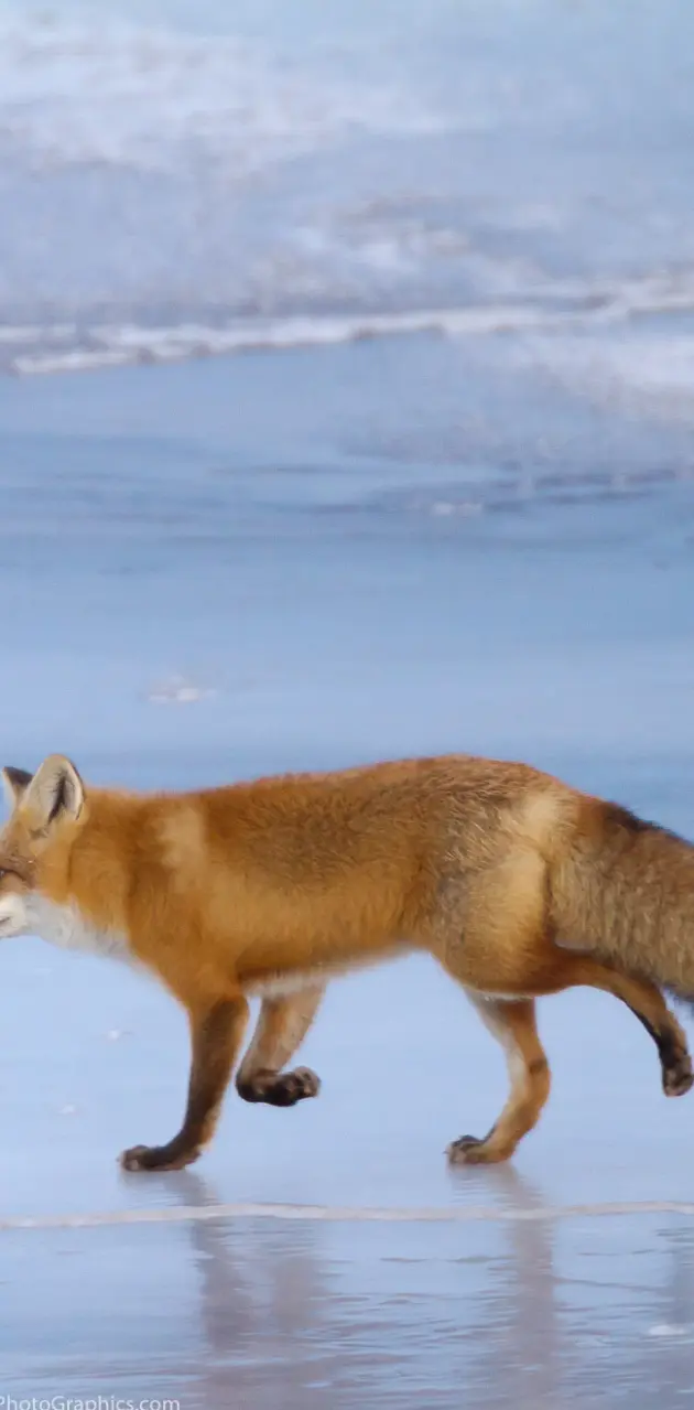 Alaskan Fox