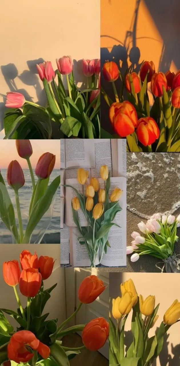 Tulipanes <3
