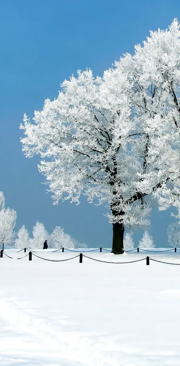 Snow Nature