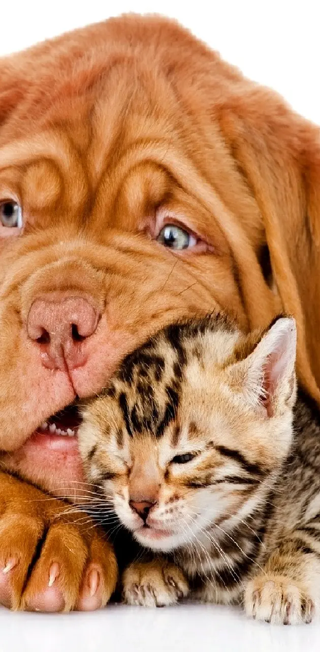 Dog and cat--------