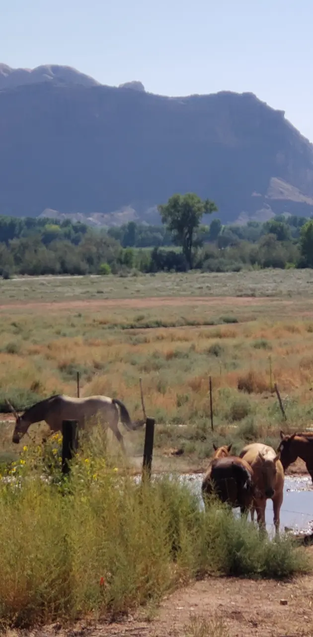 Colorado horses