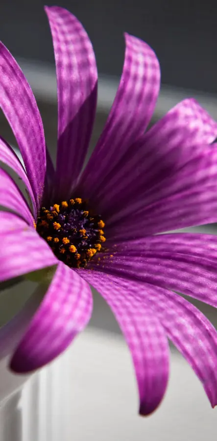 Purple Flower Hd