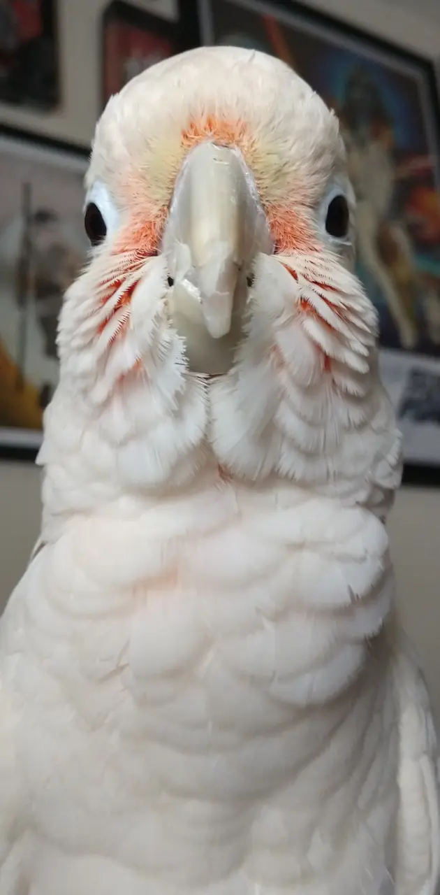 Goffin Cockatoo
