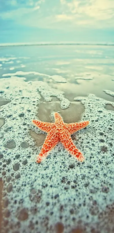 Starfish In The Sea