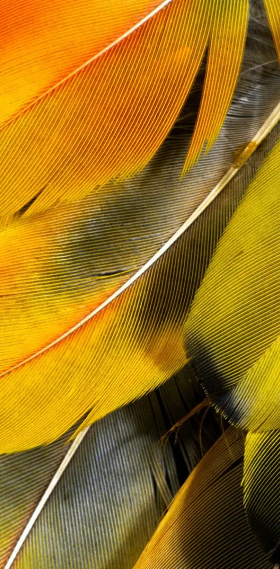 Feathers Texture