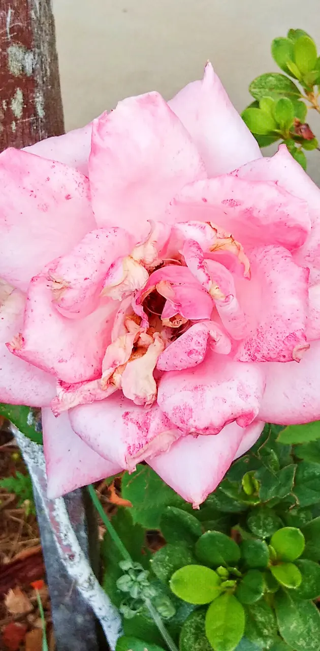 Pink Polkadot Rose